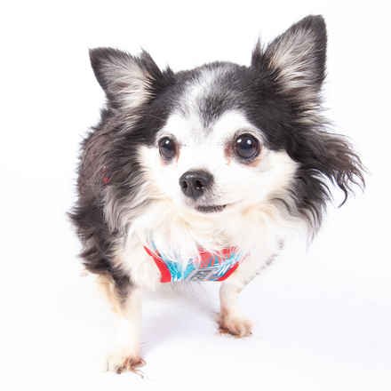 Jilly Bean