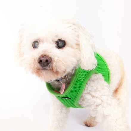 Paco