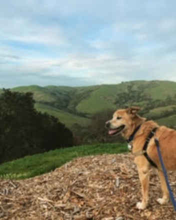 Cola