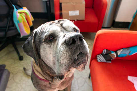 Watson