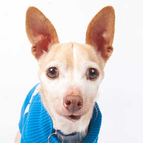 Dr. Dog