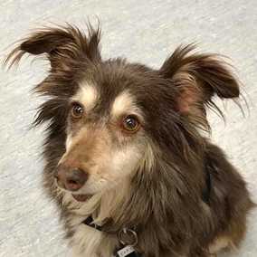 Kody