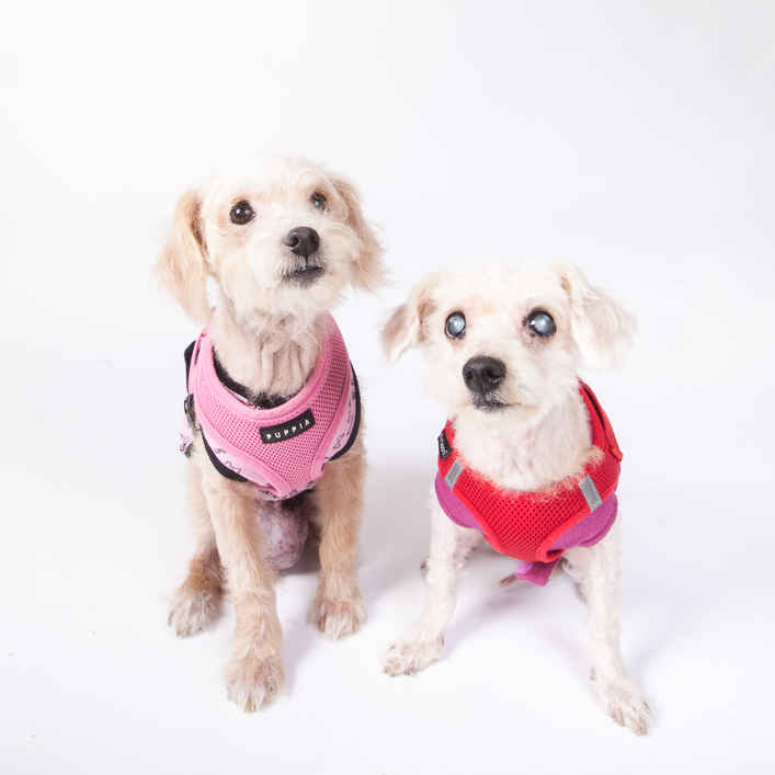 Lily & Coco
