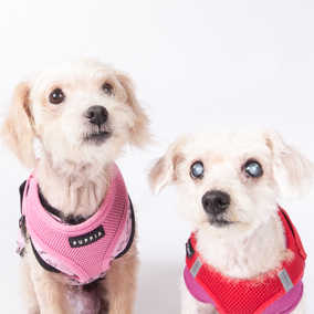 Lily & Coco