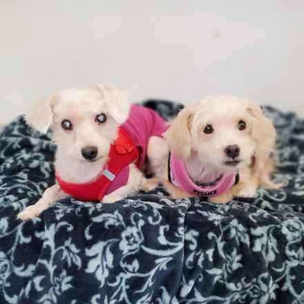 Lily & Coco