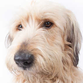 Alfie