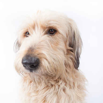Alfie
