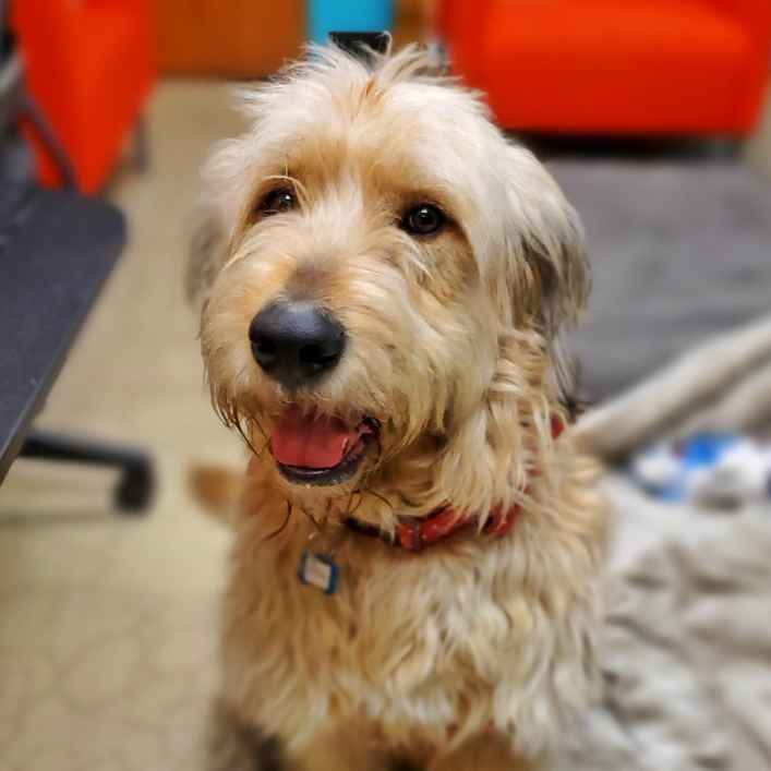 Alfie