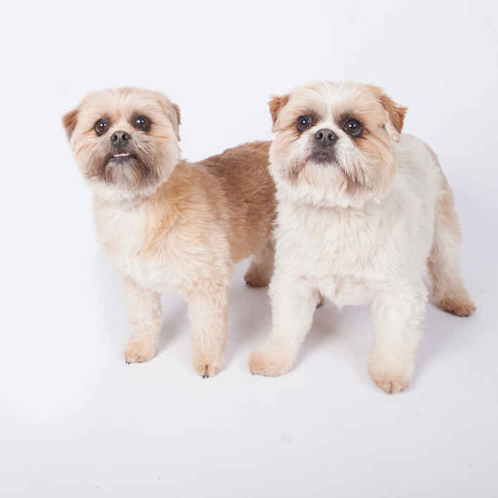 Jax & Lolly