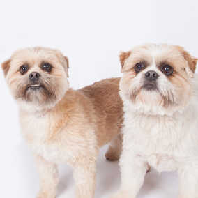 Jax & Lolly