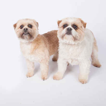 Jax & Lolly