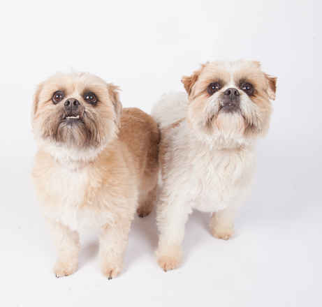 Jax & Lolly