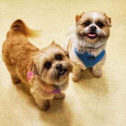 Jax & Lolly