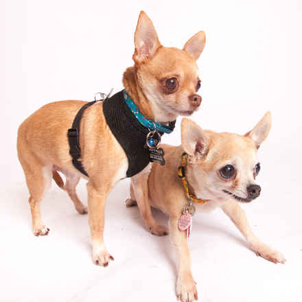 Yukon & Russet