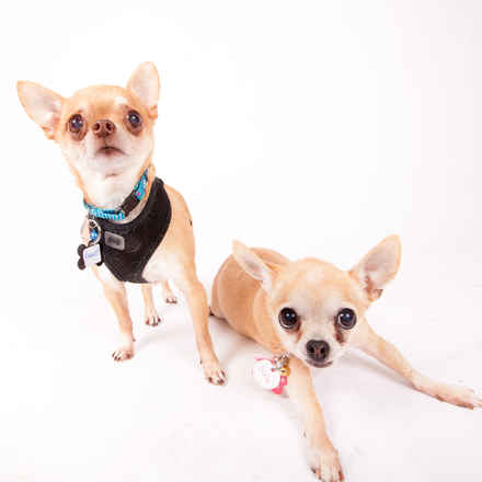 Yukon & Russet