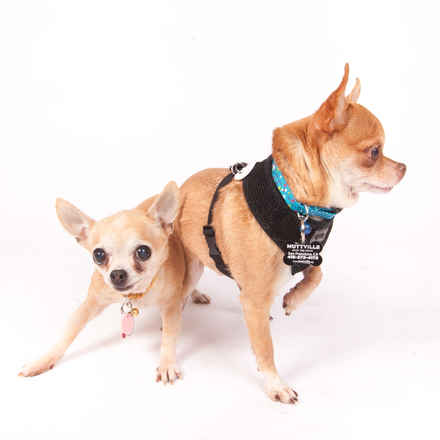 Yukon & Russet