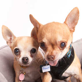 Yukon & Russet