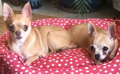 Yukon & Russet