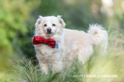 Yeti (Charlie)