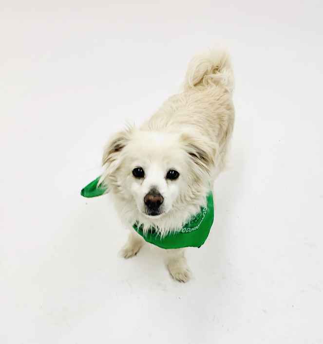 Yeti (Charlie)