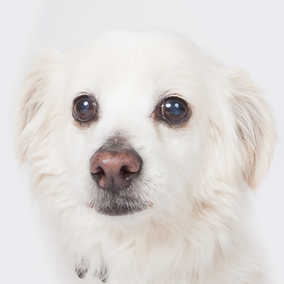 Yeti (Charlie)