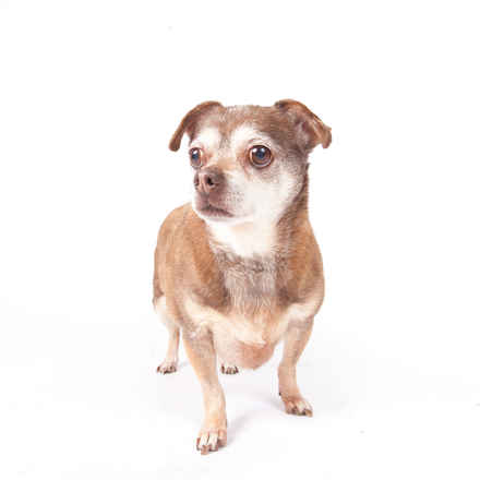 Coco Belle