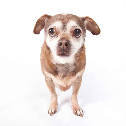 Coco Belle