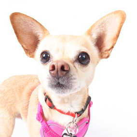 Darcie