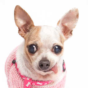 Twinkie