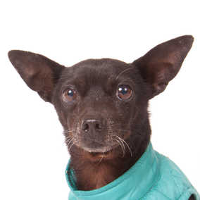 Dobby