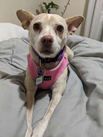 Tofu