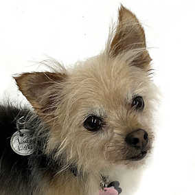 Lucy Littles