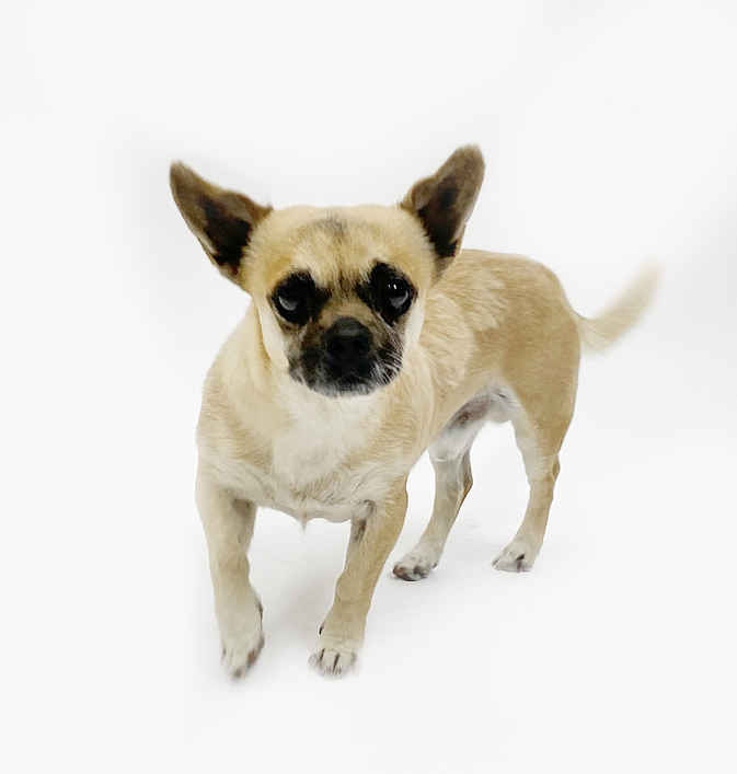 Butchie
