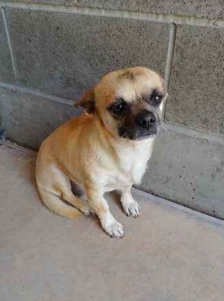 Butchie