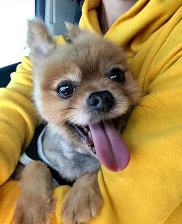 YoYo
