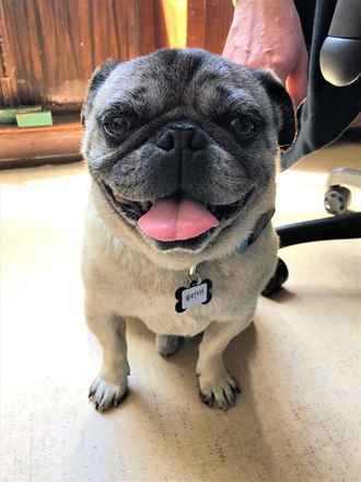 Hutch