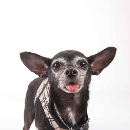 Rupert