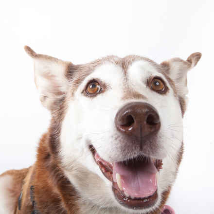Kaya