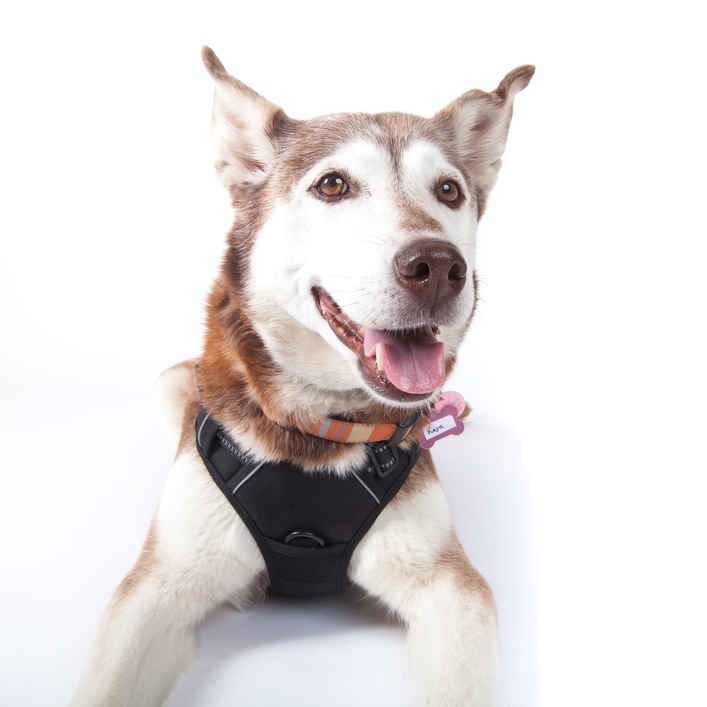Kaya