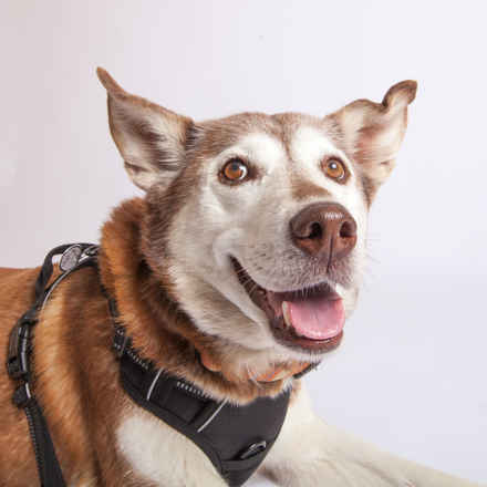 Kaya