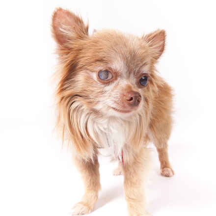 Fonzie