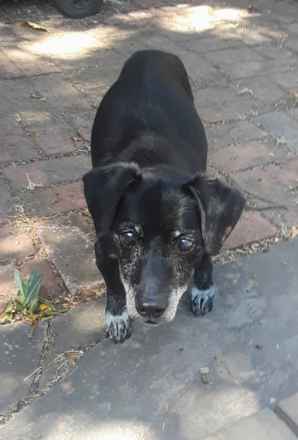 Charlie Bear