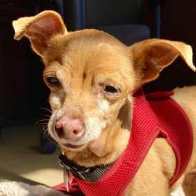 Dobby