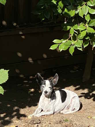 Domino