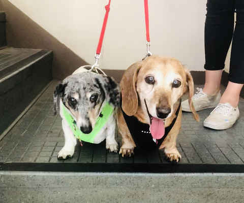 Toby & Bubba