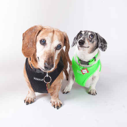 Toby & Bubba