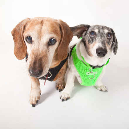 Toby & Bubba