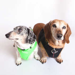 Toby & Bubba