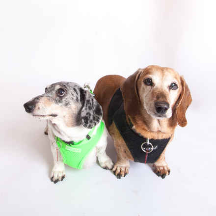Toby & Bubba