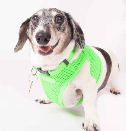 Toby & Bubba